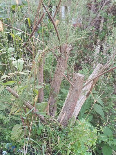 Tamaryszek