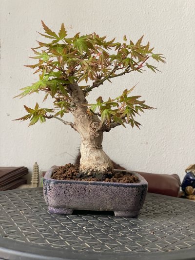 Acer yamamomijii mame