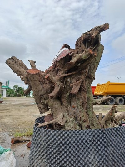 Cây Si búp hồng