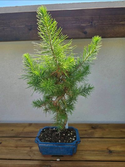 Le Rescapé