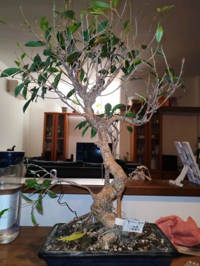 Ficus retusa