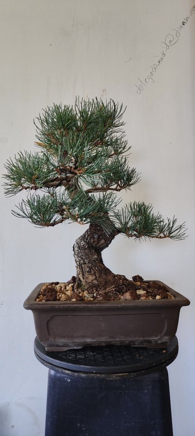 Pino pentaphila