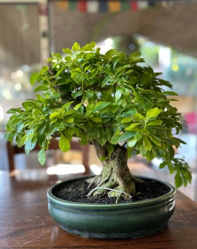 Duranta repens - Vanillier de Cayenne