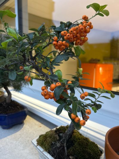 Buisson ardent