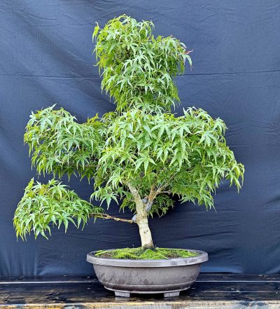 Maple Japanese