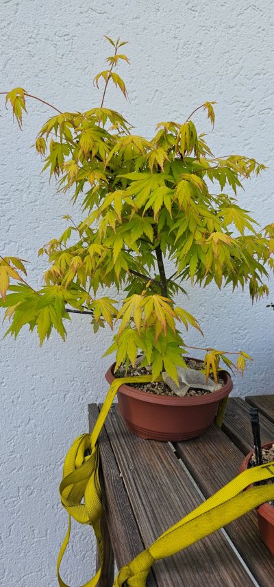 Acer japonicum thunb.