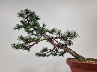 Pin sylvestre