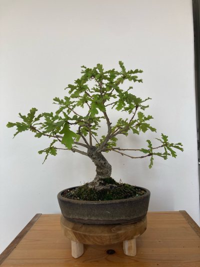 Bonsai World Oak