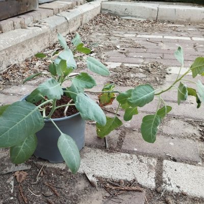 Табак сизый ТСи01 (Nicotiana glauca)