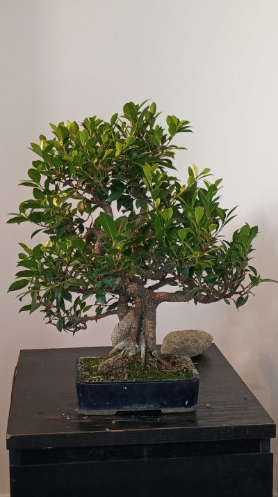 Ficus retusa 1