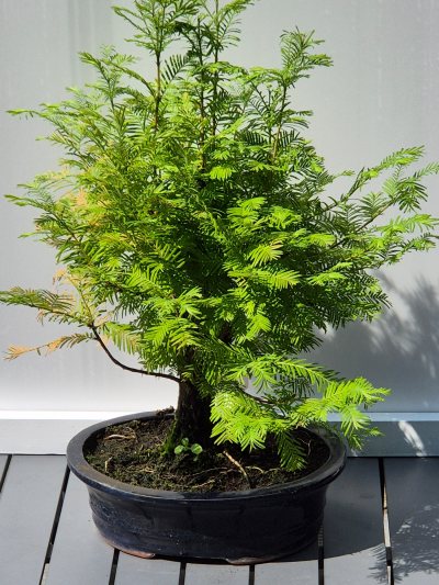 21. Watercipres (Metasequoia)