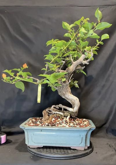 Bougainvillea Orange