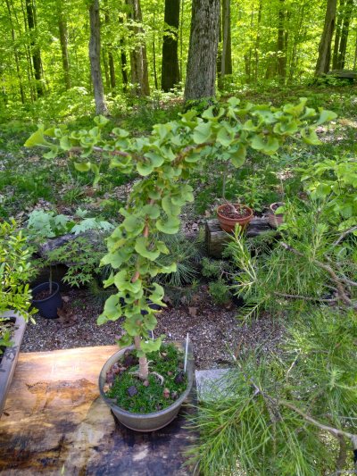 Ginkgo, dwarf