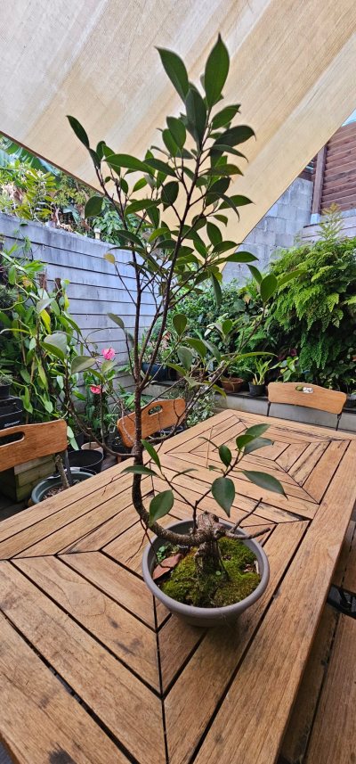 Ficus 1