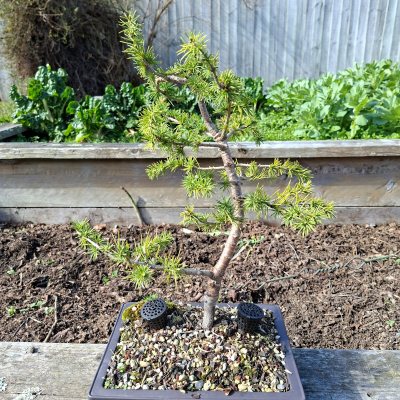 Atlas Cedar