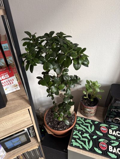 Ficus