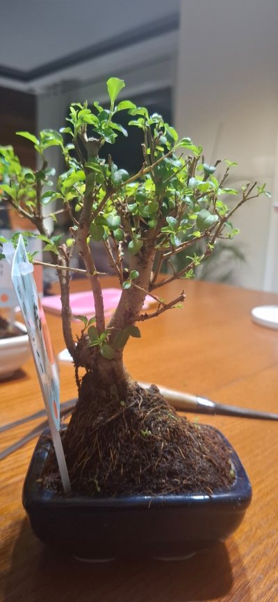 Ligustrum