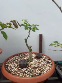 Beschneiden - 08.02.26 - Photo 1/1