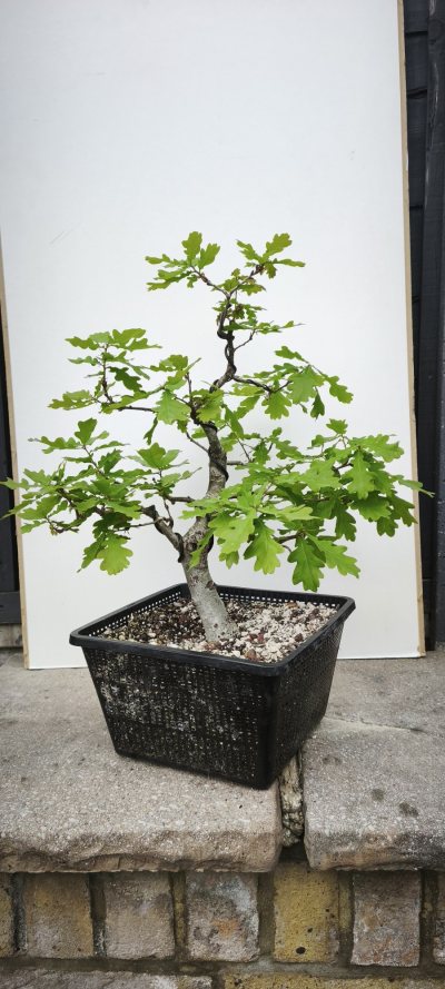 English Oak