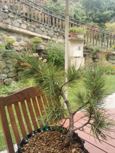 Pin cembro