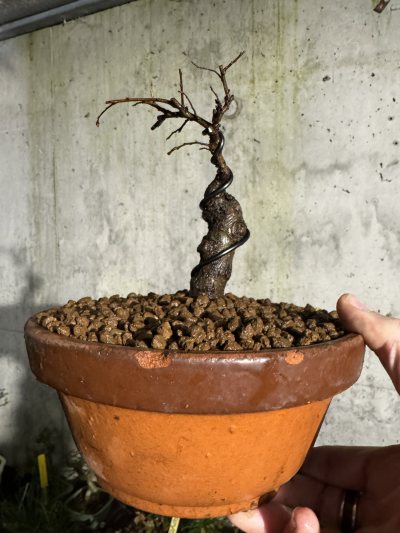 Zelcova serrata