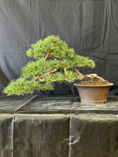 Pin sylvestre - Bonsaï Rocks semi cascade