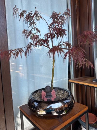 Virg Érable palmatum