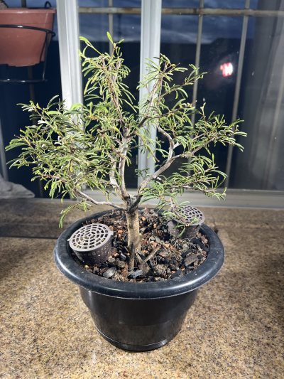 Caliandra 1