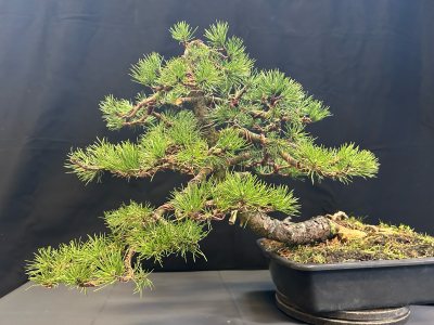 Pinus