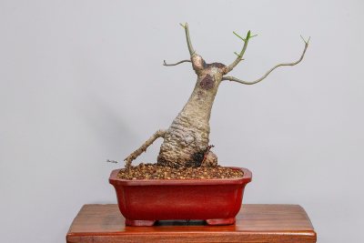 Baobá