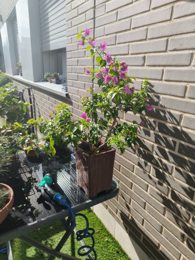 bouganvilia