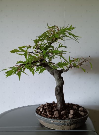Fagus