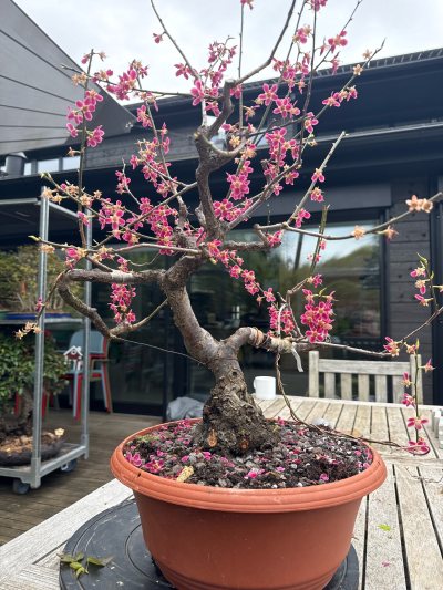 japanische Aprikose 1
