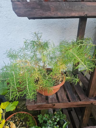 Lärchen trio
