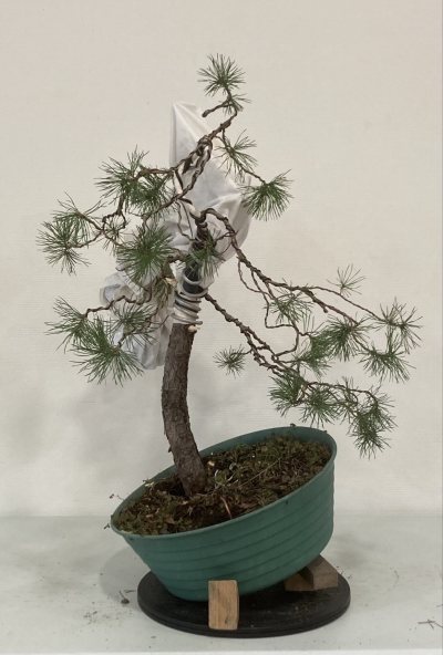 Pin sylvestre