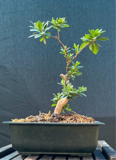 AZALEA
