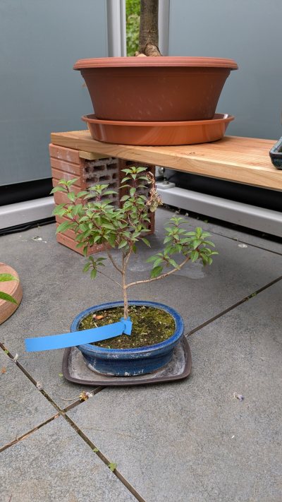 Fuchsie, groß