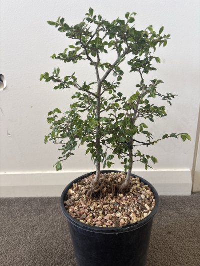 Chinese Elm Forest