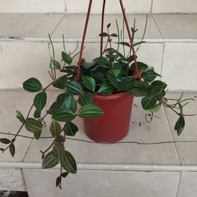 Пеперомия четырехгранная 🪴01 (Peperomia quadrangularis) ≈●⌂