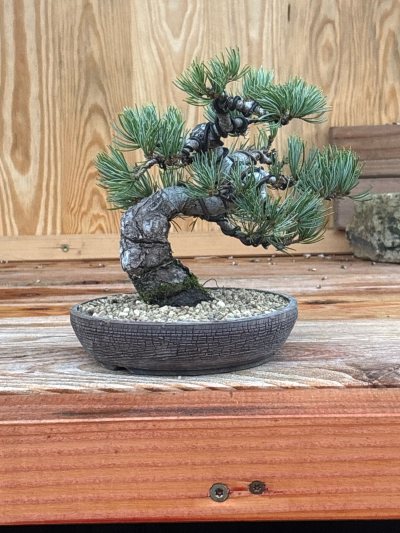 Japanische Mädchenkiefer S