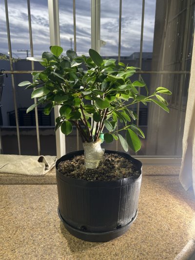 Ficus Panda