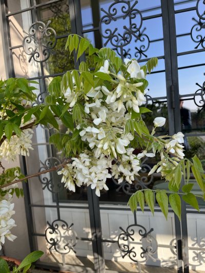 Glicine Bianco
