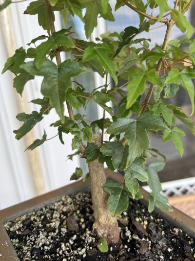 Japanese maple trident