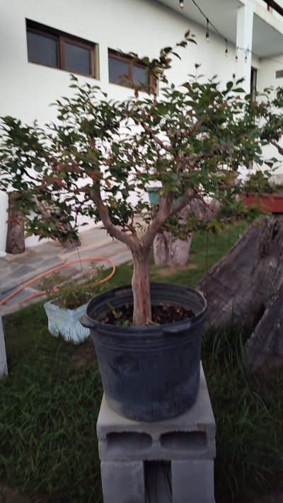 Jaboticaba 02