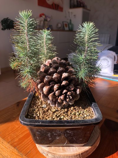 Pomme de pin
