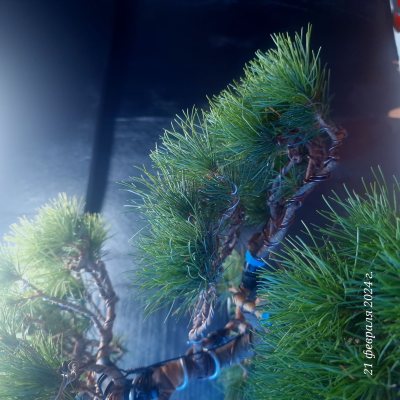 White Pine
