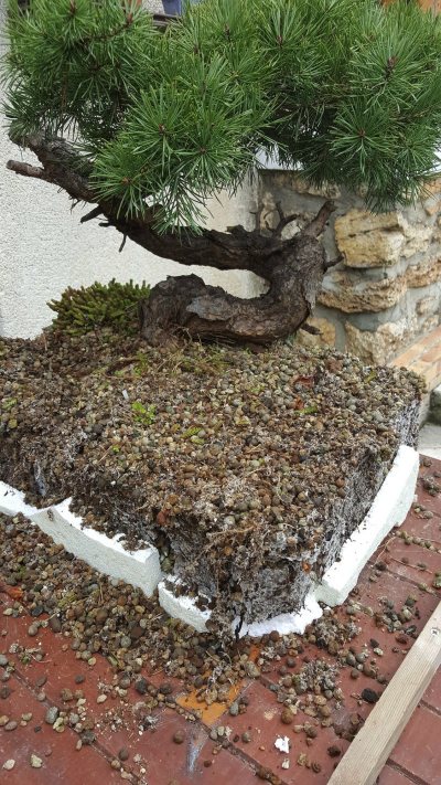 Pin sylvestre Snake