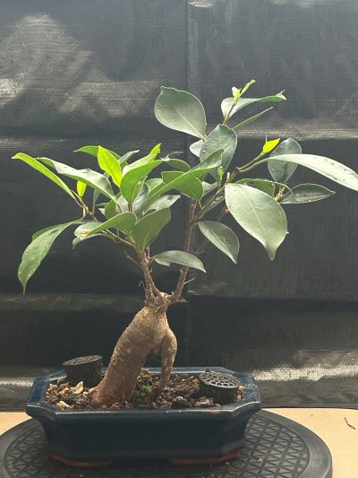 Ficus Ginseng