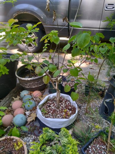 Redbud, MailboxTree