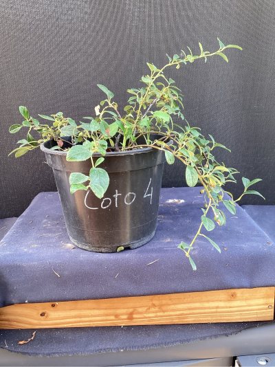 Cotoneaster. 4